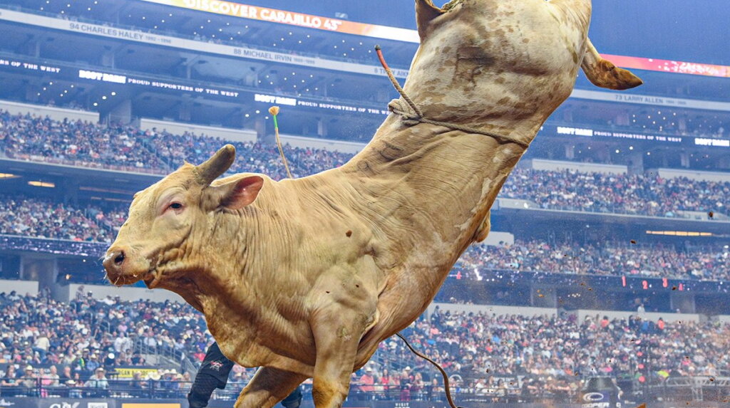 World Champion Bull Man Hater Dies After Competition Injury - Cowboy ...
